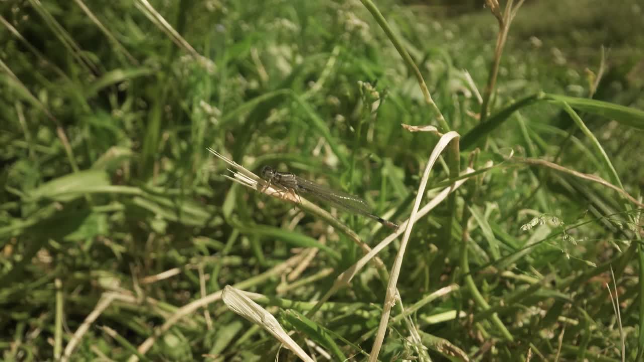 长着长翅膀的小蜻蜓坐在植物上视频素材