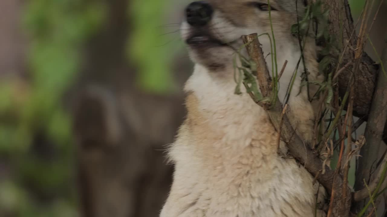 狼(Canis lupus)，也被称为灰狼，是犬科中现存最大的成员。狼是犬科动物中最大的野生动物。视频素材