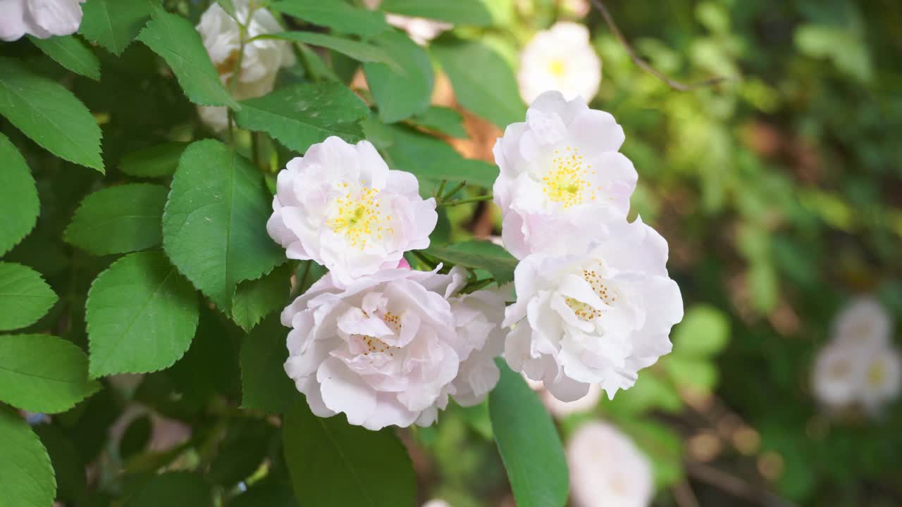 春天的花朵。盛开的白玫瑰花瓣特写视频素材