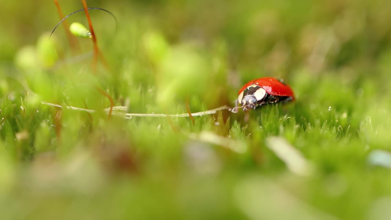 一只瓢虫在森林的绿草地上的特写野生动物视频素材