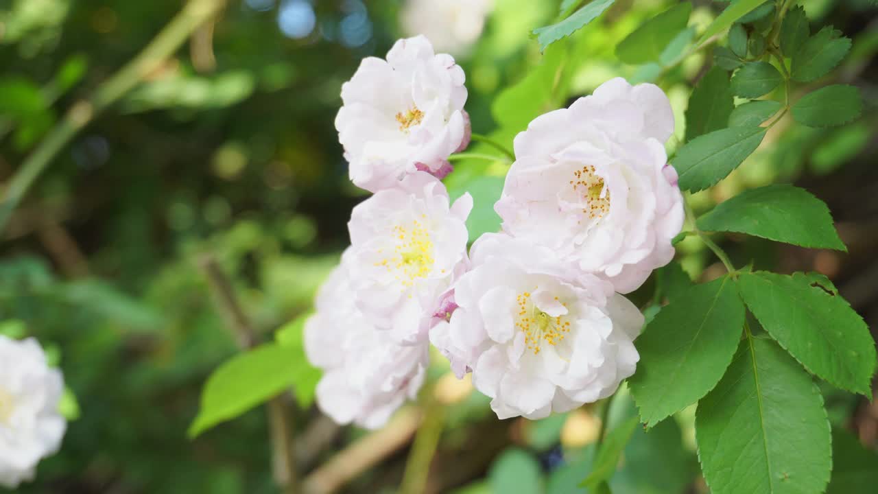 春天的花朵。盛开的白玫瑰花瓣特写视频素材