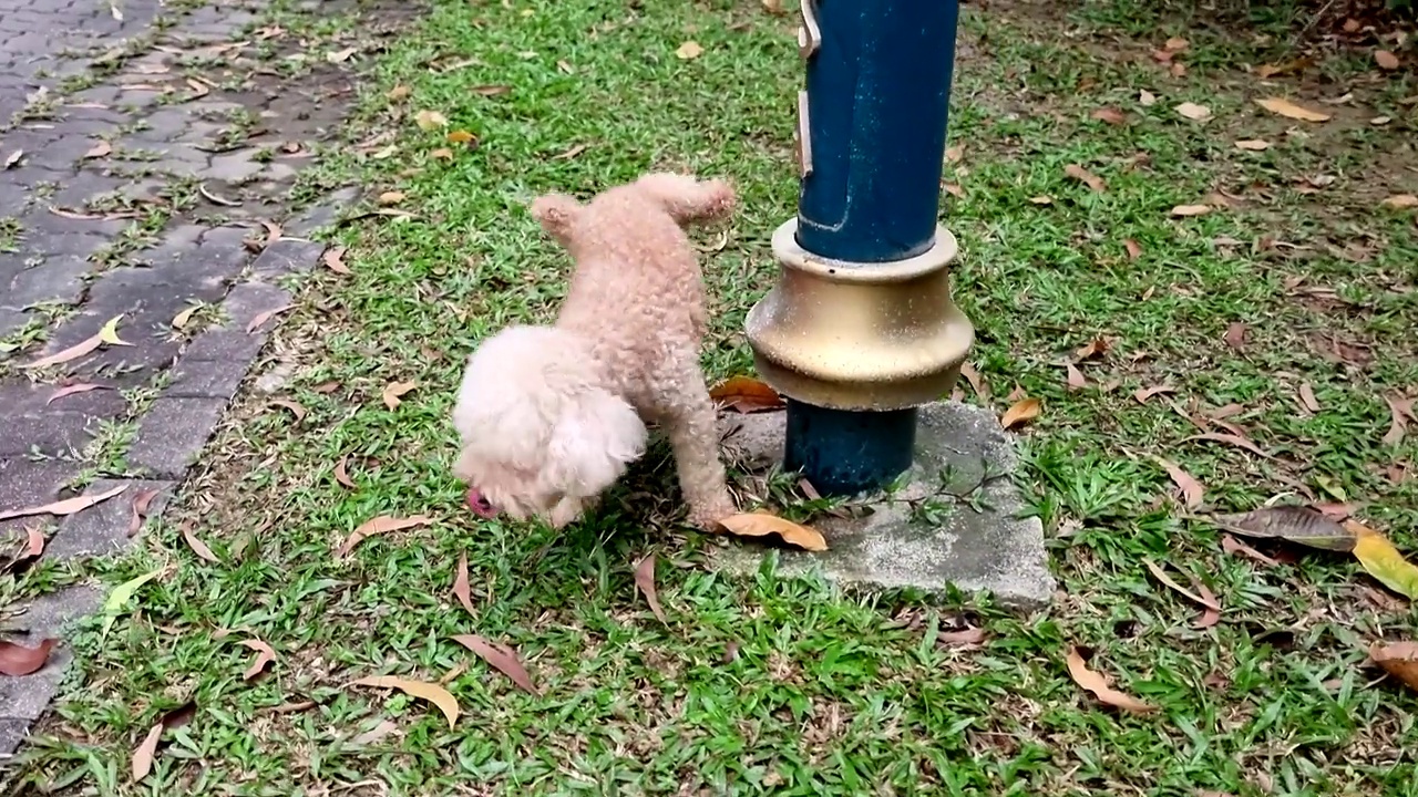 雄性玩具贵宾宠物狗在早上散步时在公园的物体上撒尿，用尿液标记自己的领地。视频下载