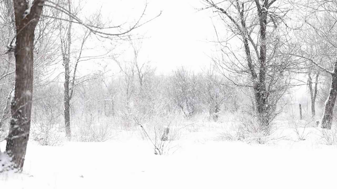 冬天公园里的树下雪了视频素材