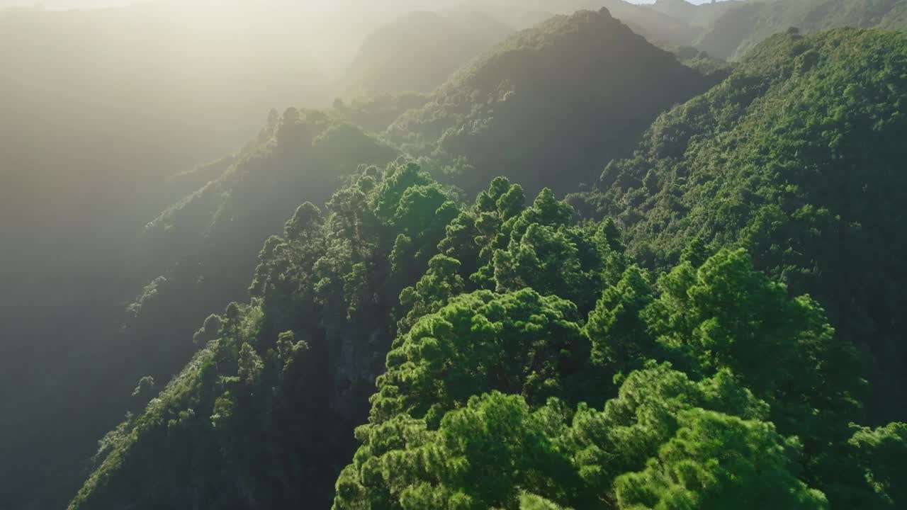 在夕阳的青山上飞翔。拉帕尔马加那利岛的自然风光。山上有茂盛的松树视频素材