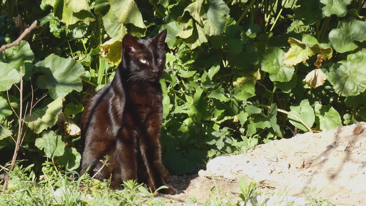 一只年轻的黑猫坐在那里休息，沐浴在早晨的阳光下，看着镜头温暖自己。视频素材