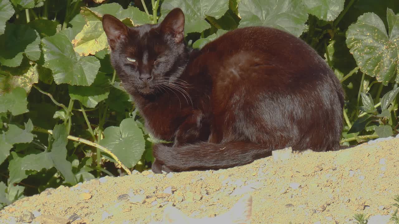 一只小黑猫看着镜头，在早晨的阳光下休息取暖。视频素材