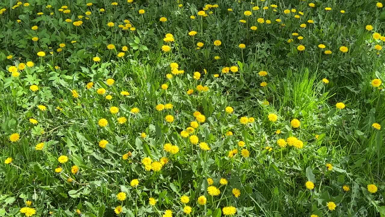 绿色草地上的黄色蒲公英花。视频素材