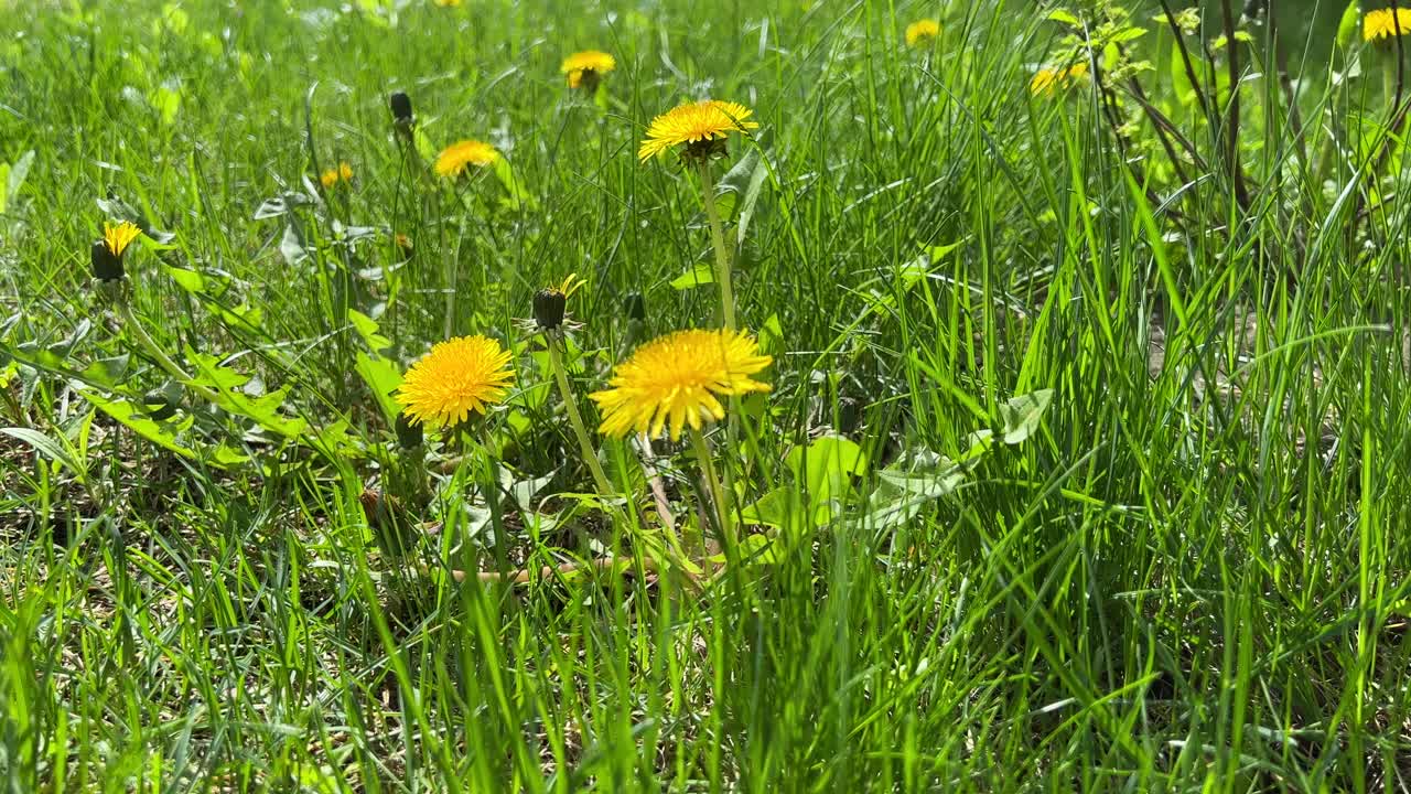 绿色草地上的黄色蒲公英花。视频素材