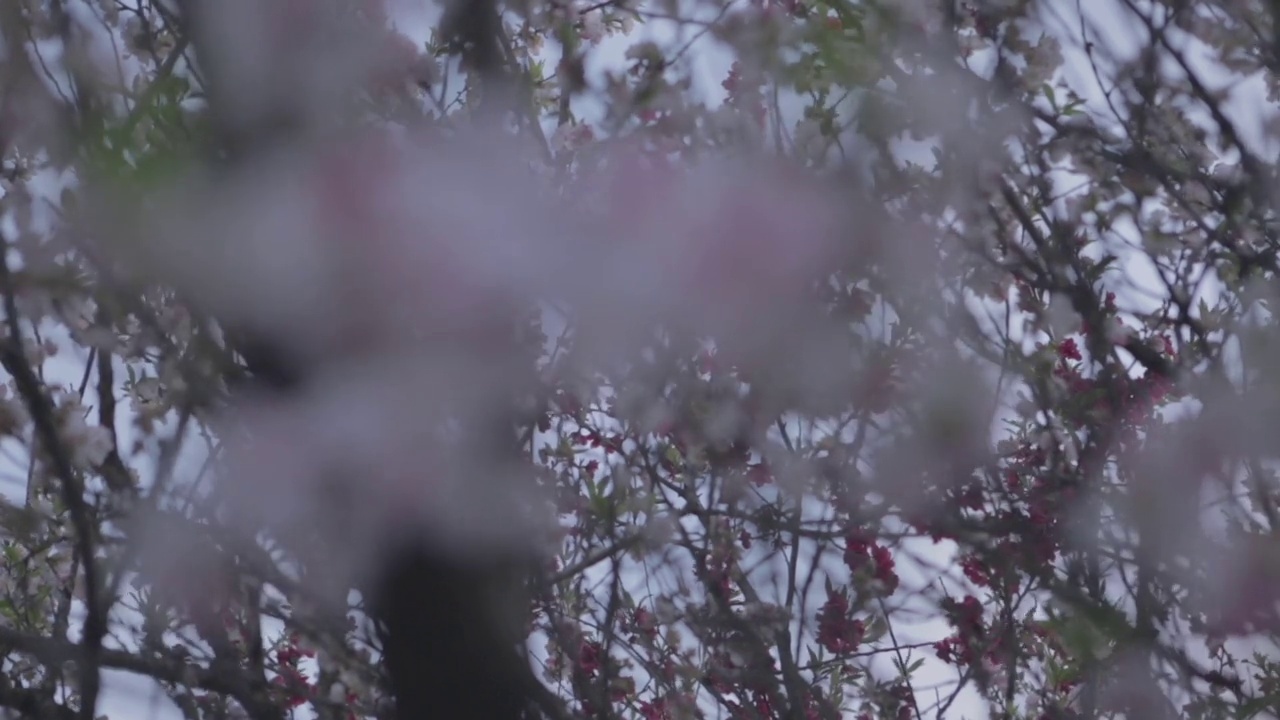 近距离拍摄日本樱花视频素材