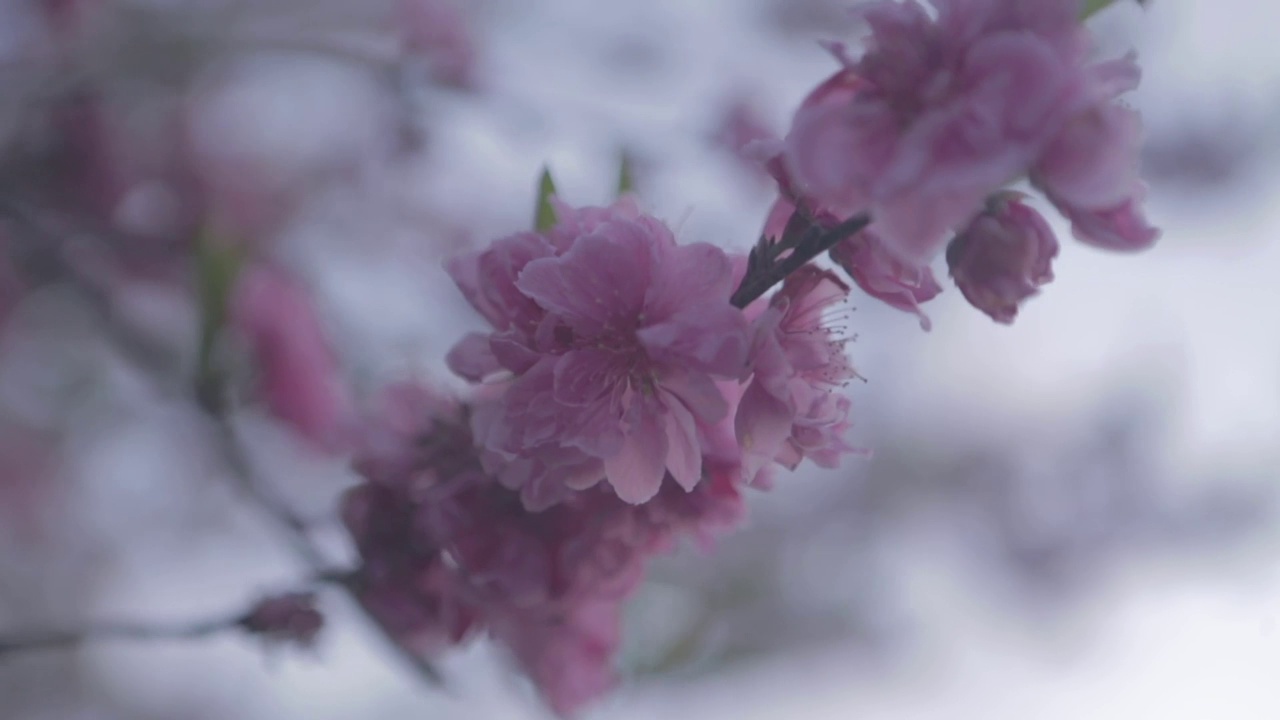 近距离拍摄日本樱花视频下载