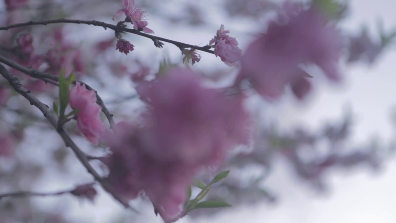 近距离拍摄日本樱花视频素材