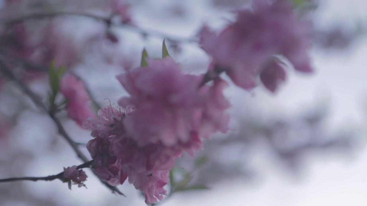 近距离拍摄日本樱花视频素材