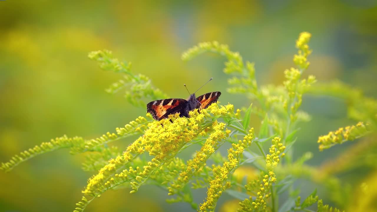 小玳瑁蝶(Aglais urticae, nyymphalis urticae)是一种色彩鲜艳的欧亚蛱蝶科蝴蝶。这是一种中等大小的蝴蝶，主要是红橙色。视频素材