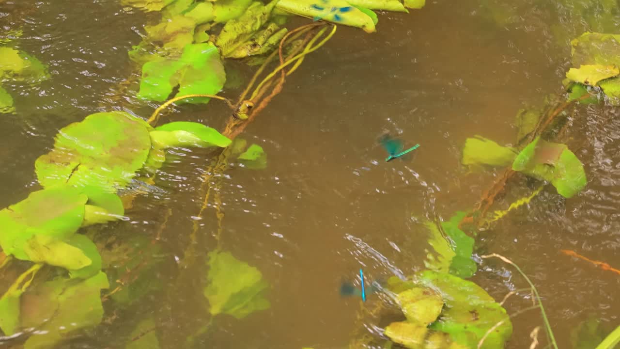 美丽少女(Calopteryx virgo)是一种欧洲豆娘，属于Calopterygidae家族。它经常在水流湍急的水域被发现，那里是它最喜欢的地方。视频素材