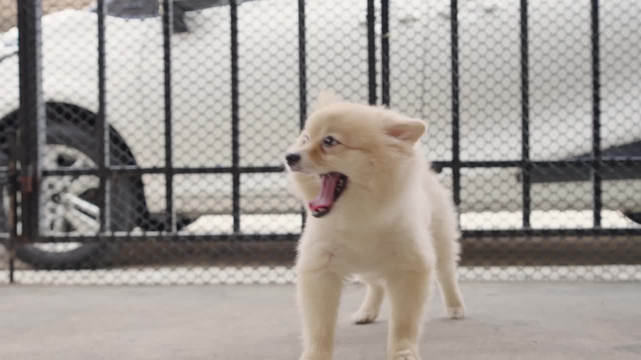 4k视频，可爱的博美犬正在懒懒地扭动身体。白天，家里有一个旧篱笆。休息的狗概念。宠物在家里伸展。早上养宠物。视频素材