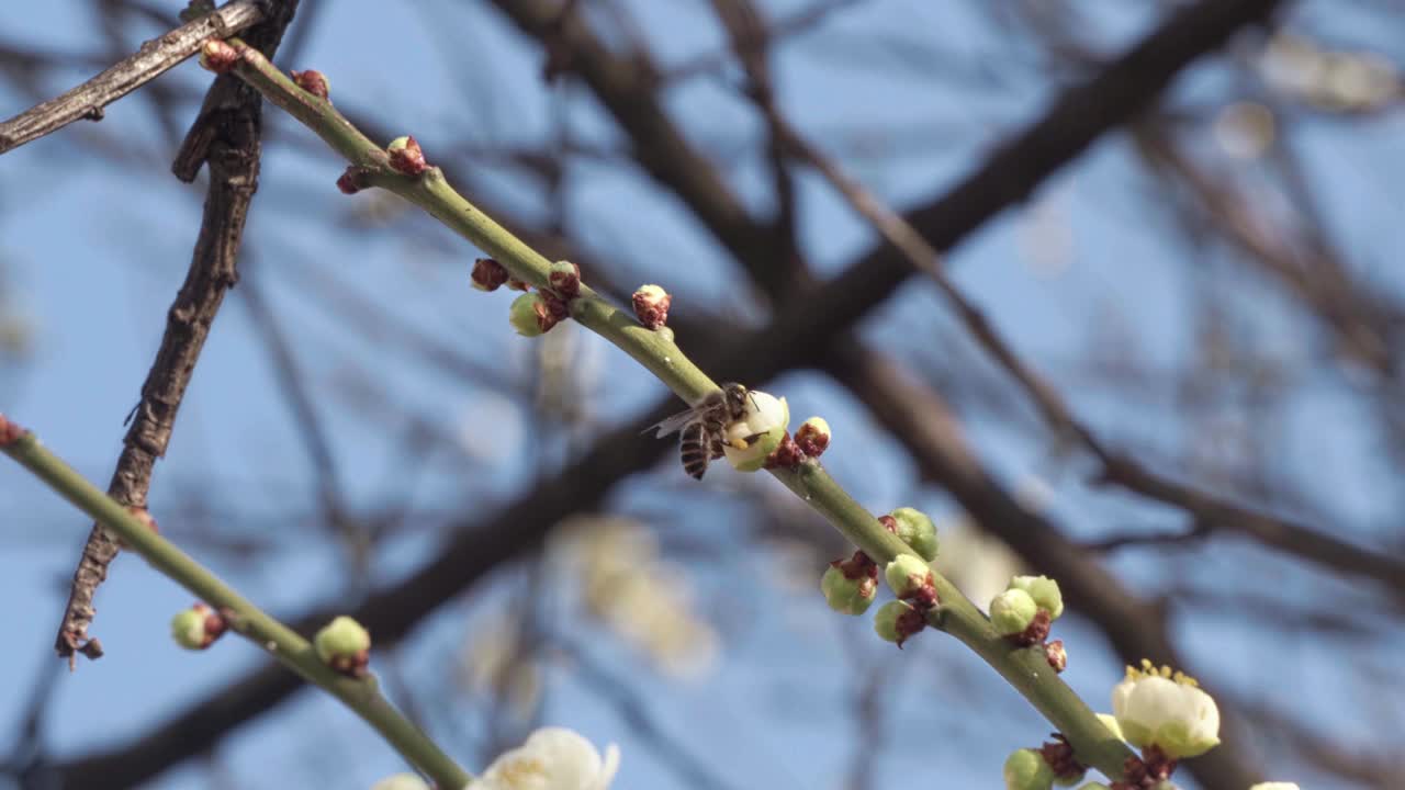 蜜蜂为树枝上的白花授粉的特写视频视频素材