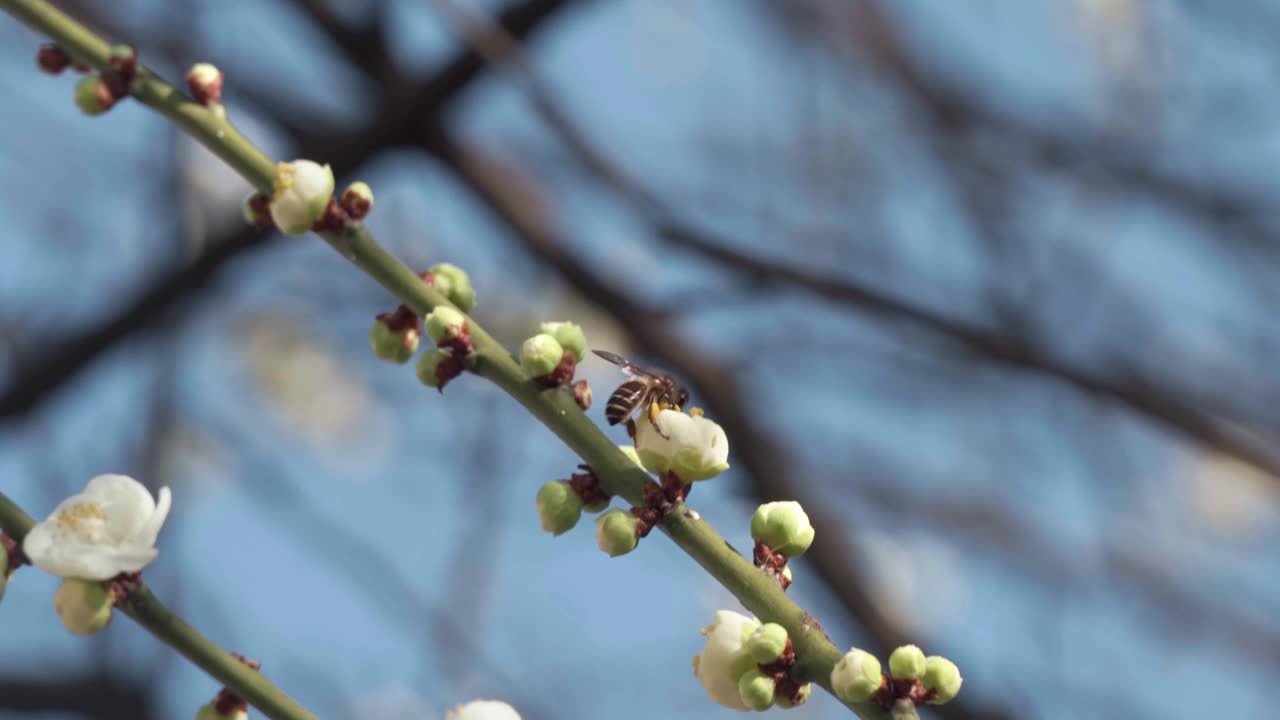 蜜蜂为树枝上的白花授粉的特写视频视频素材