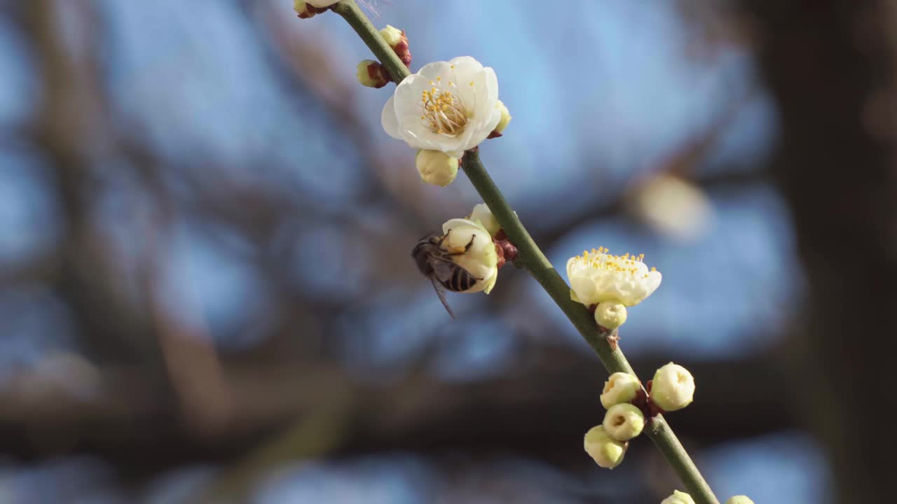 蜜蜂为树枝上的白花授粉的特写视频视频素材