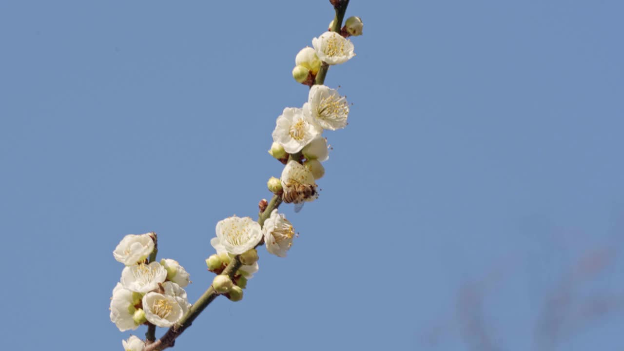 蜜蜂为树枝上的白花授粉的特写视频视频素材