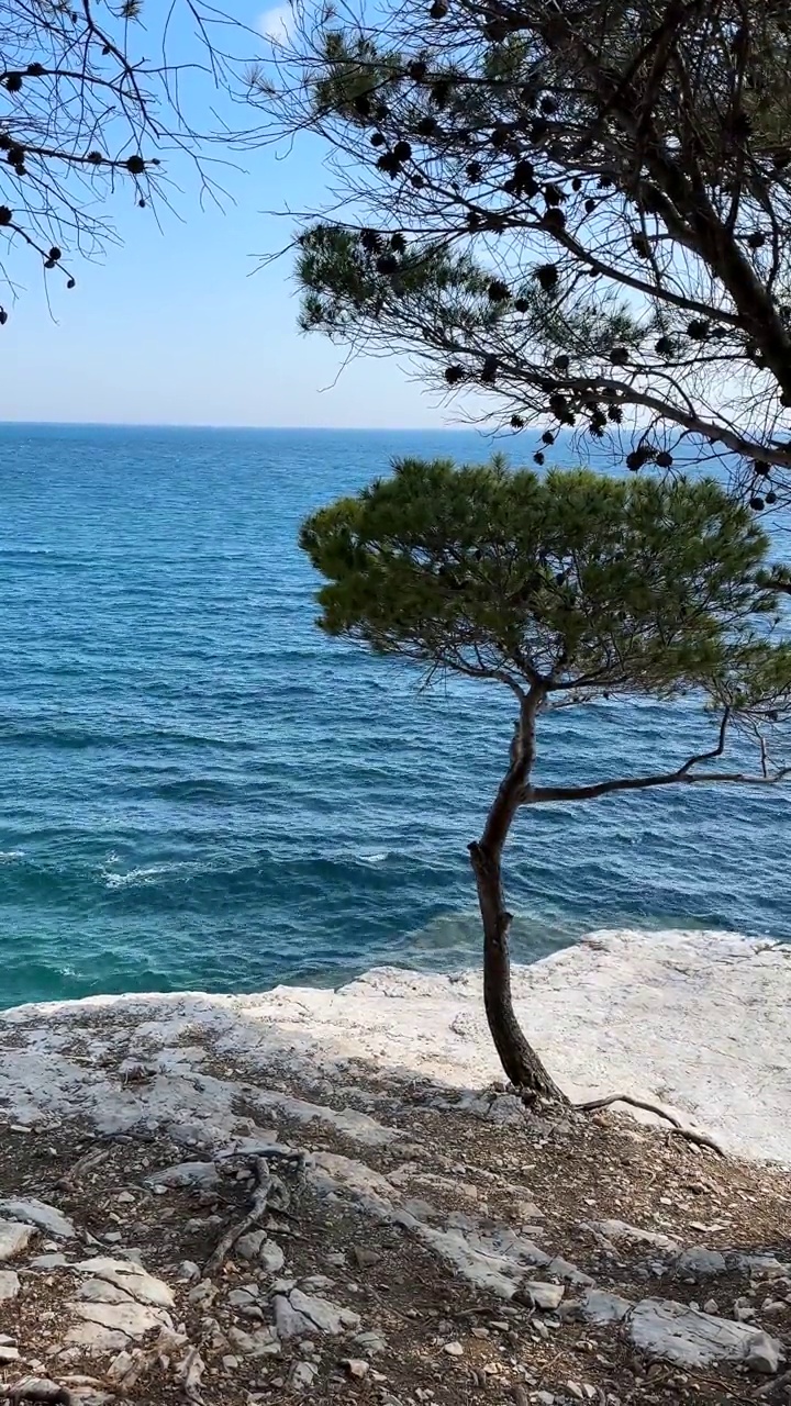 小树在海的背景，岩石海岸线视频素材