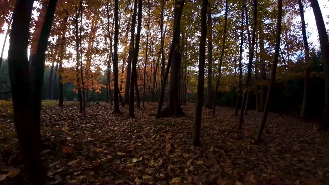 美丽的景色在秋天的彩色森林与高大的树木视频素材