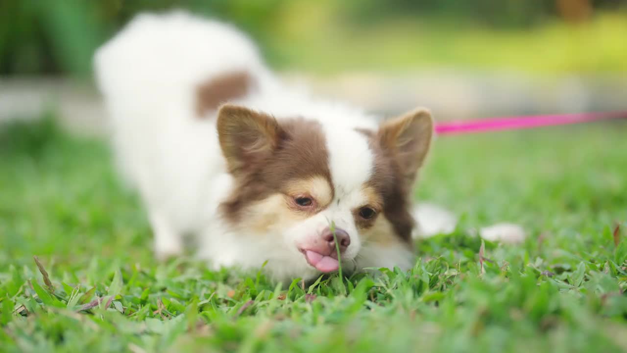 吉娃娃狗和主人在狗公园玩耍的照片。视频素材