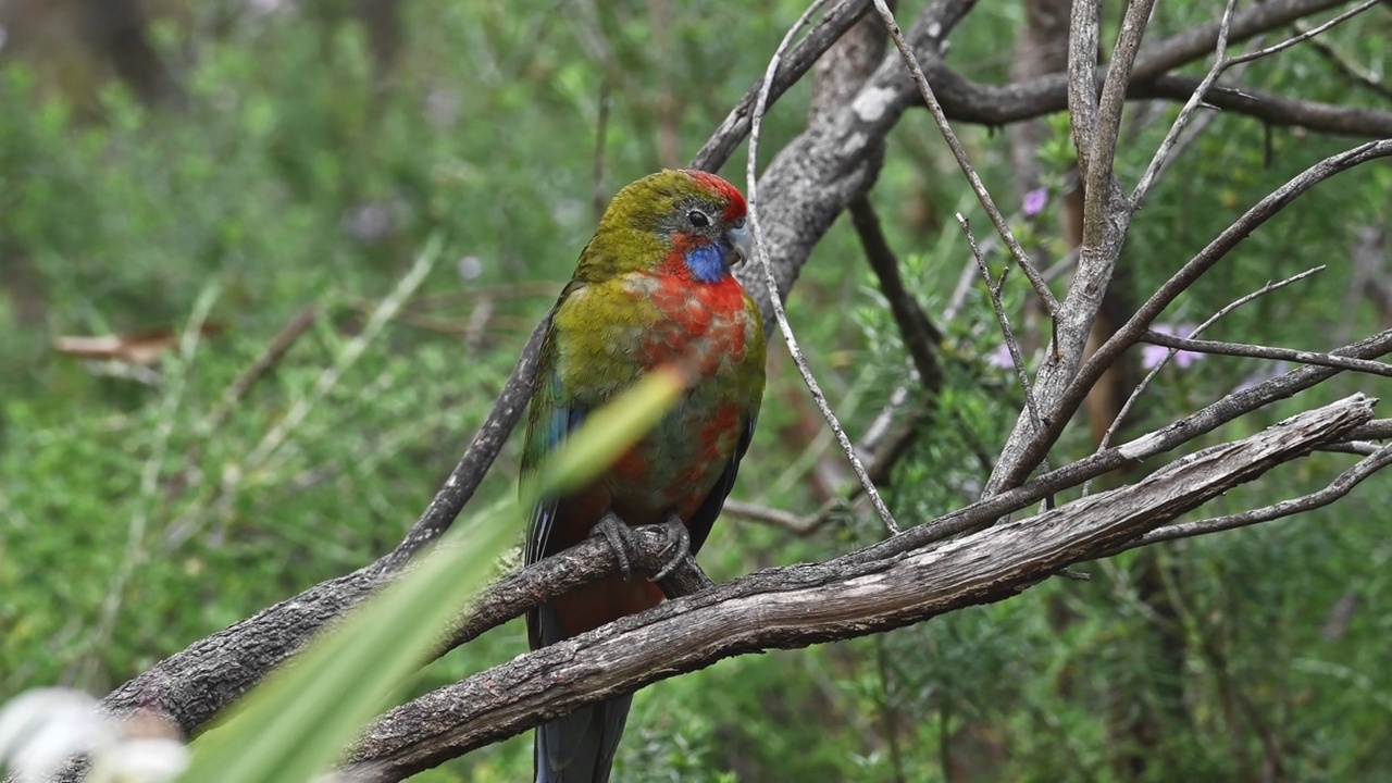 幼红蔷薇(Platycercus elegans)视频素材