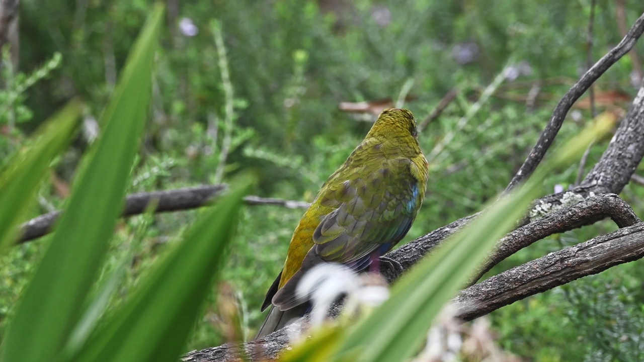 幼红蔷薇(Platycercus elegans)视频素材