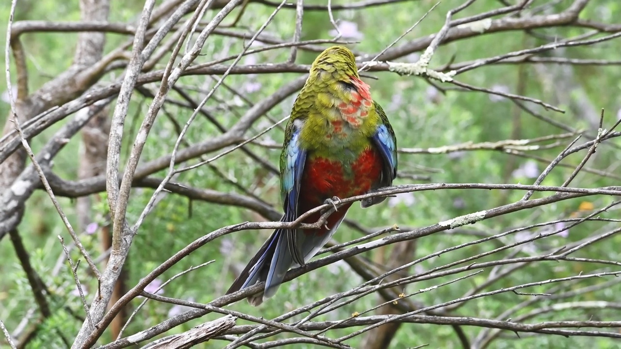 幼红蔷薇(Platycercus elegans)视频素材