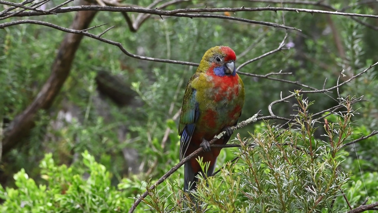 幼红蔷薇(Platycercus elegans)视频素材