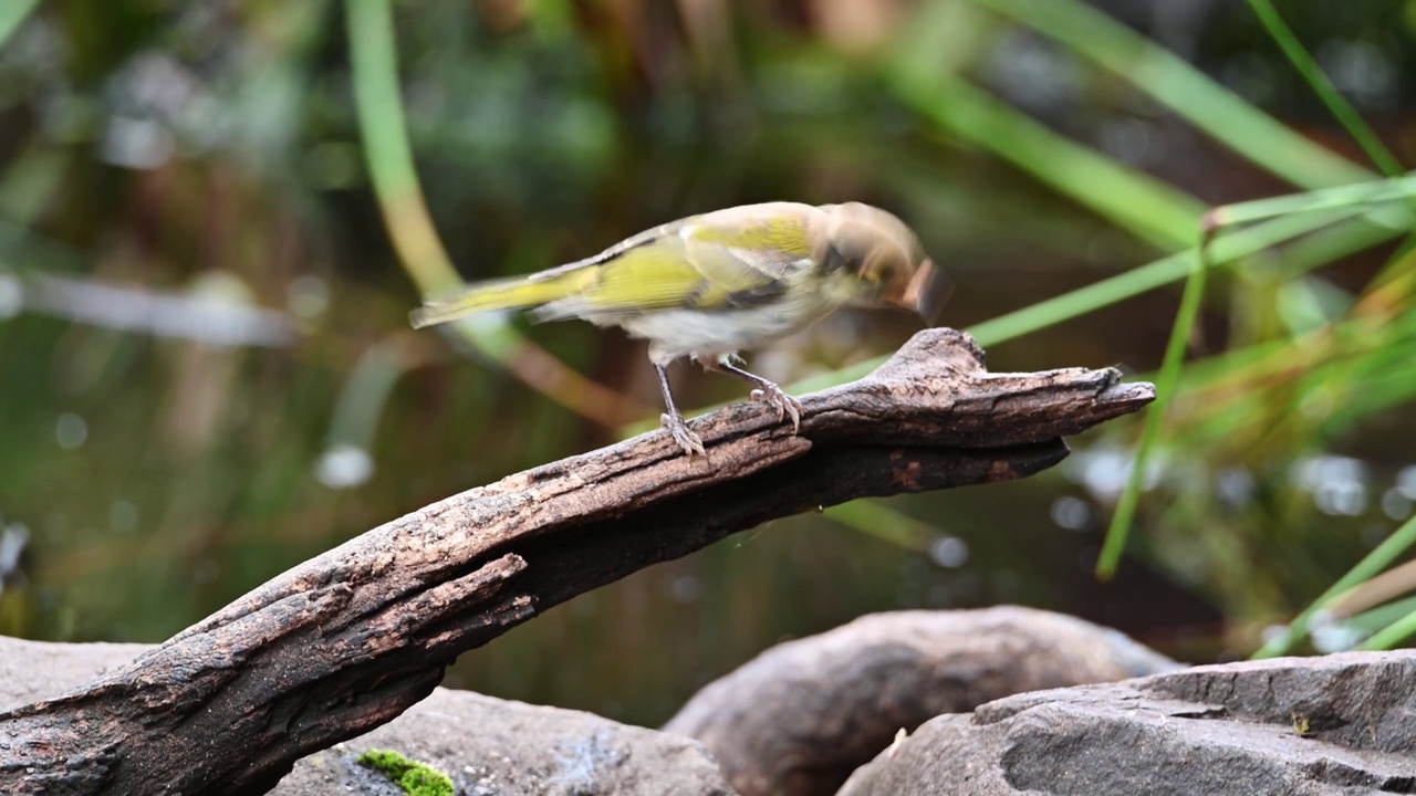 白颈蜜蛉(Melithreptus lunatus)视频素材