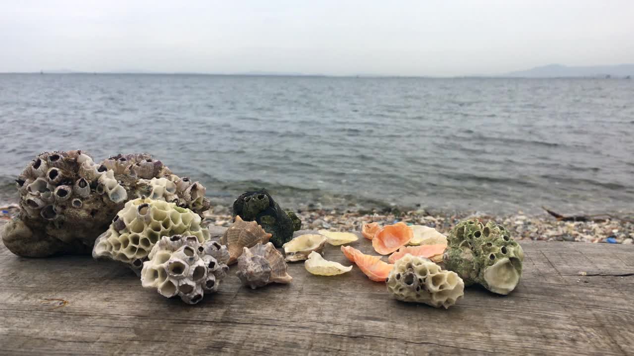 海滩上的贝壳，海岸上翻滚的海浪视频下载