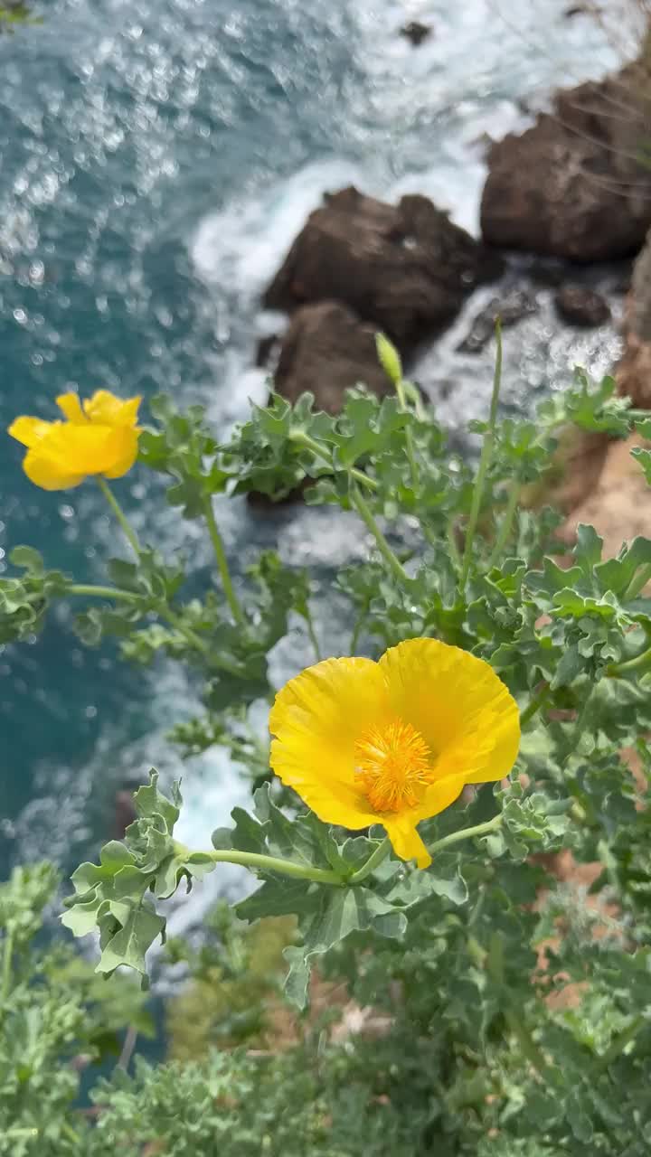 海边悬崖上的黄花视频素材