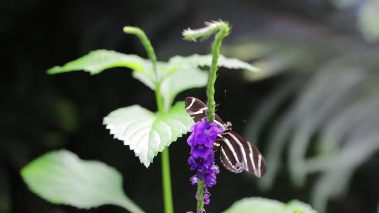 蝴蝶在空中飞舞，在空中盘旋，在一簇簇鲜花上觅食视频素材