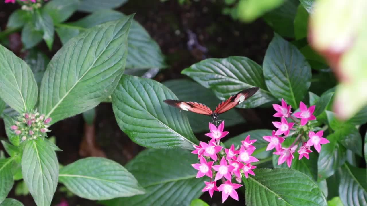 蝴蝶在空中飞舞，在空中盘旋，在一簇簇鲜花上觅食视频素材