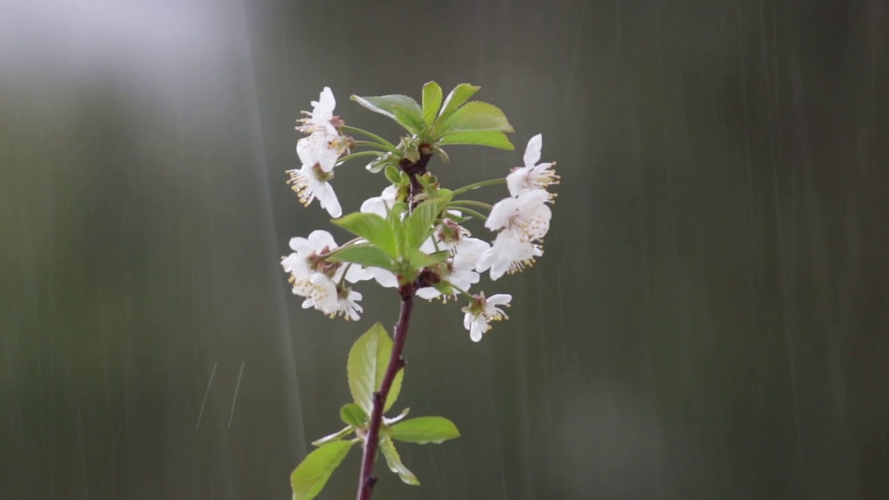 突然的春雨落在花树枝上的特写。水果作物可能遭到破坏视频下载