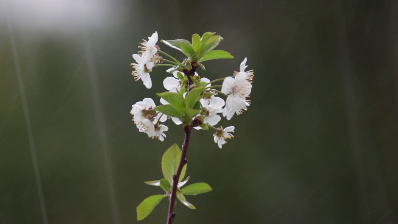 特写突然大雨落在花树枝上。水果作物可能遭到破坏视频下载