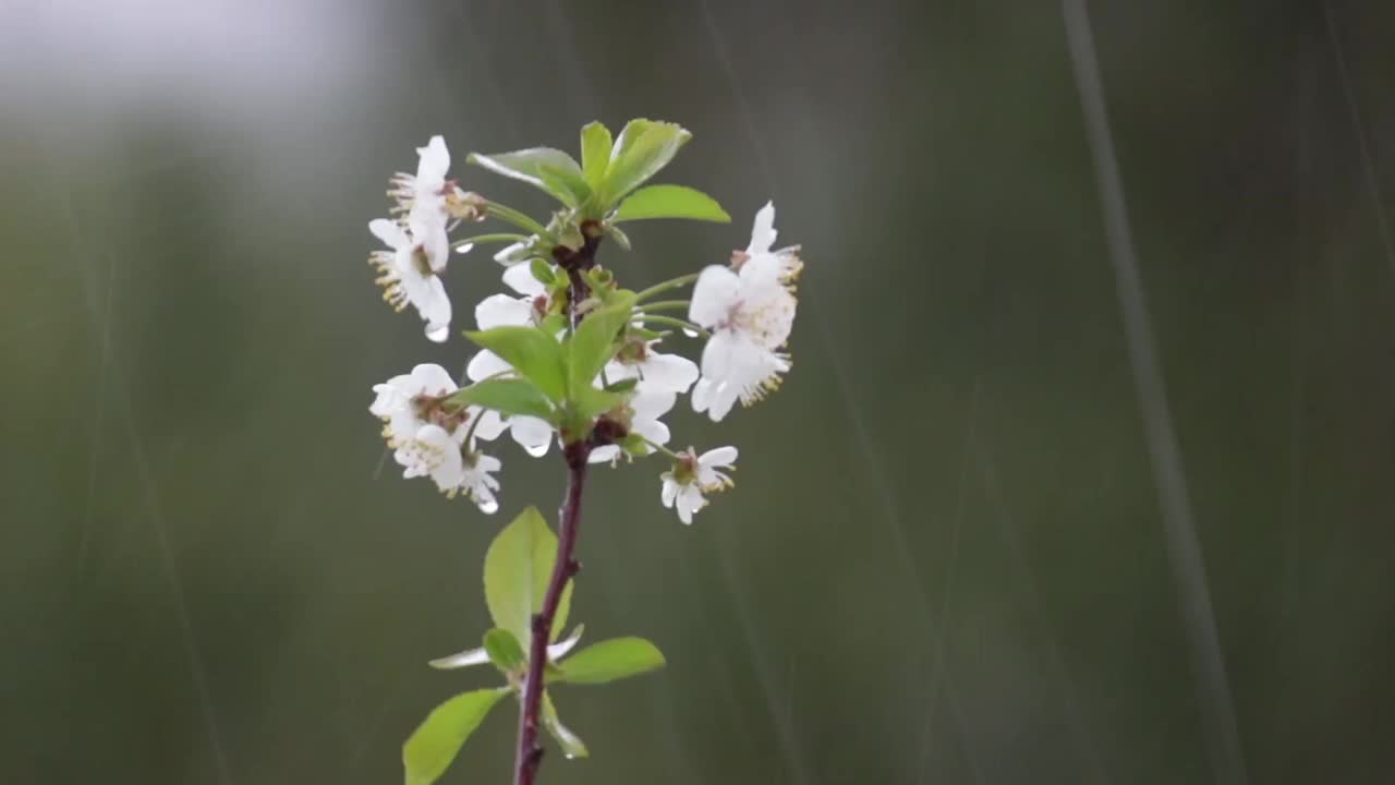 特写突然大雨落在花树枝上。水果作物可能遭到破坏视频下载