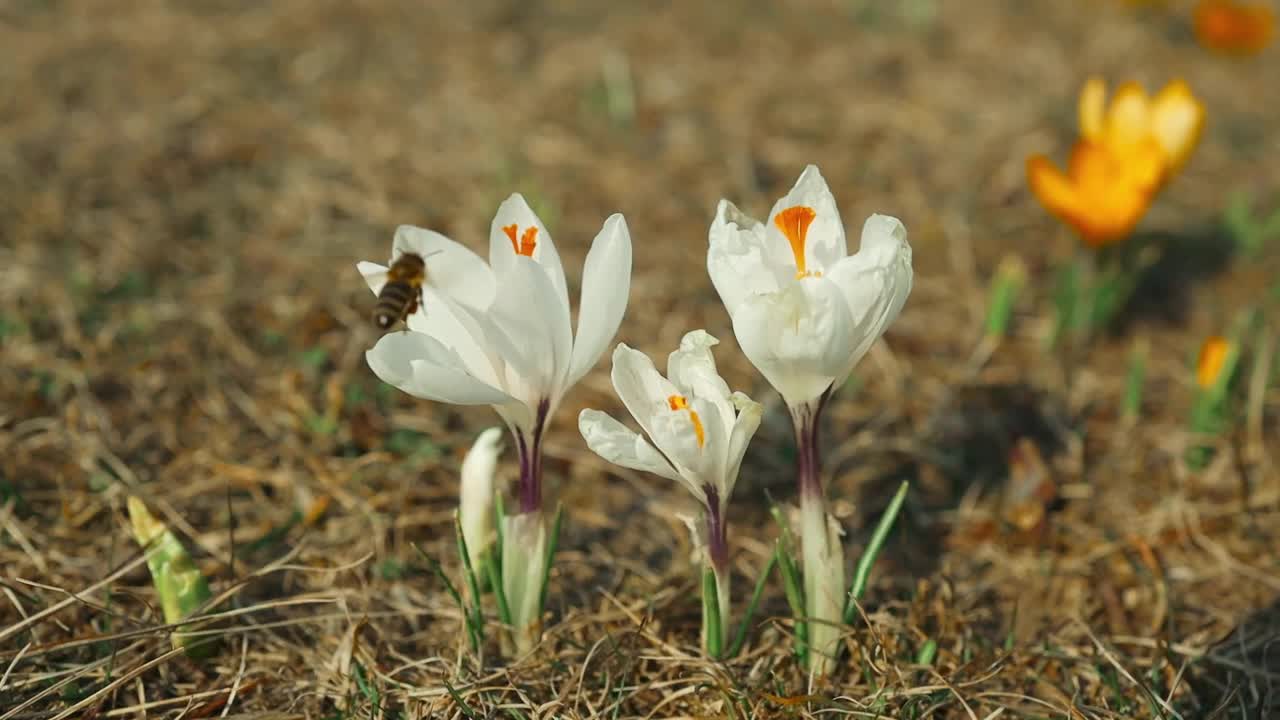 番红花开花。蓝色和白色的花在阳光明媚的春天草地上。蜜蜂采集花粉，为盛开的花朵授粉视频素材