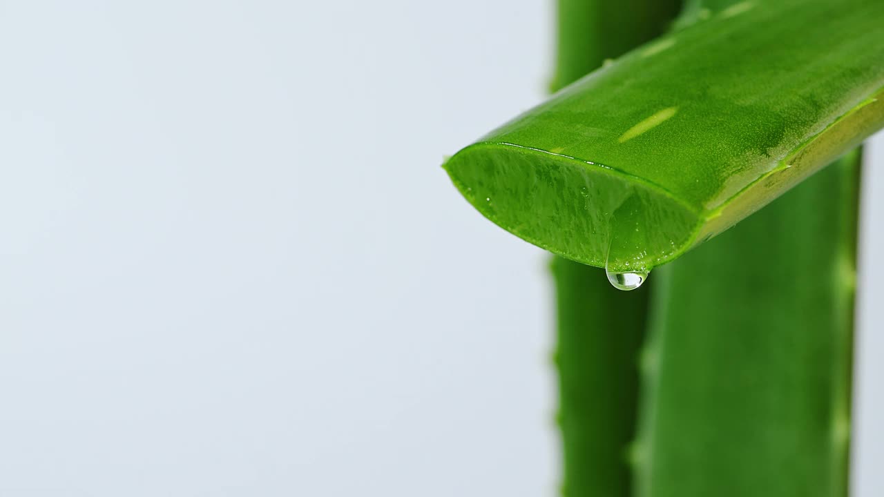 芦荟凝胶滴从芦荟叶特写。视频素材