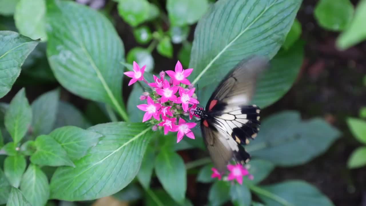 凤蝶从花中吸取花蜜视频素材