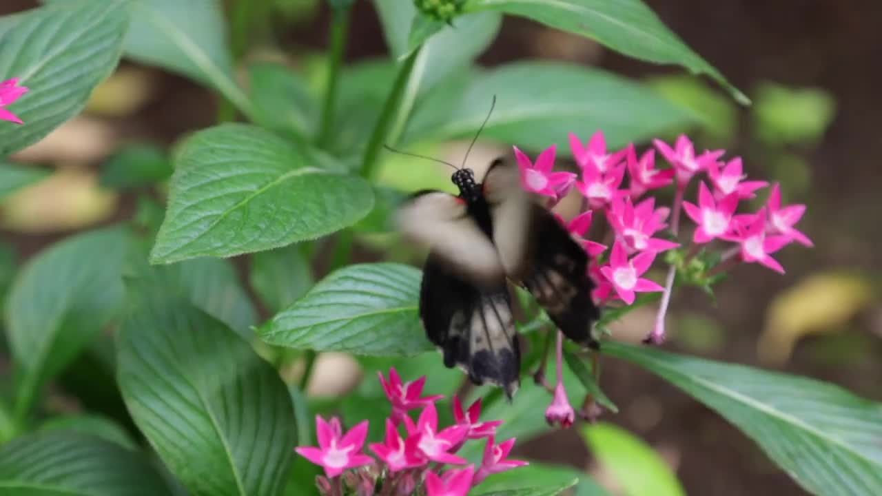 吸花蜜的百合花视频素材