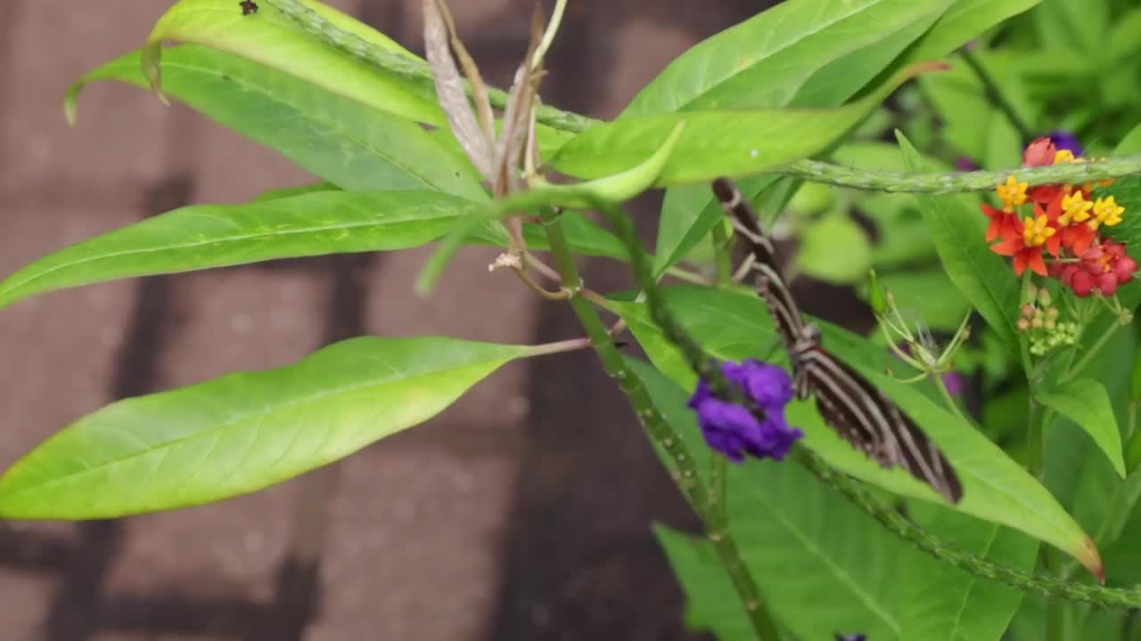 斑马蝴蝶正在吮吸花蜜视频素材