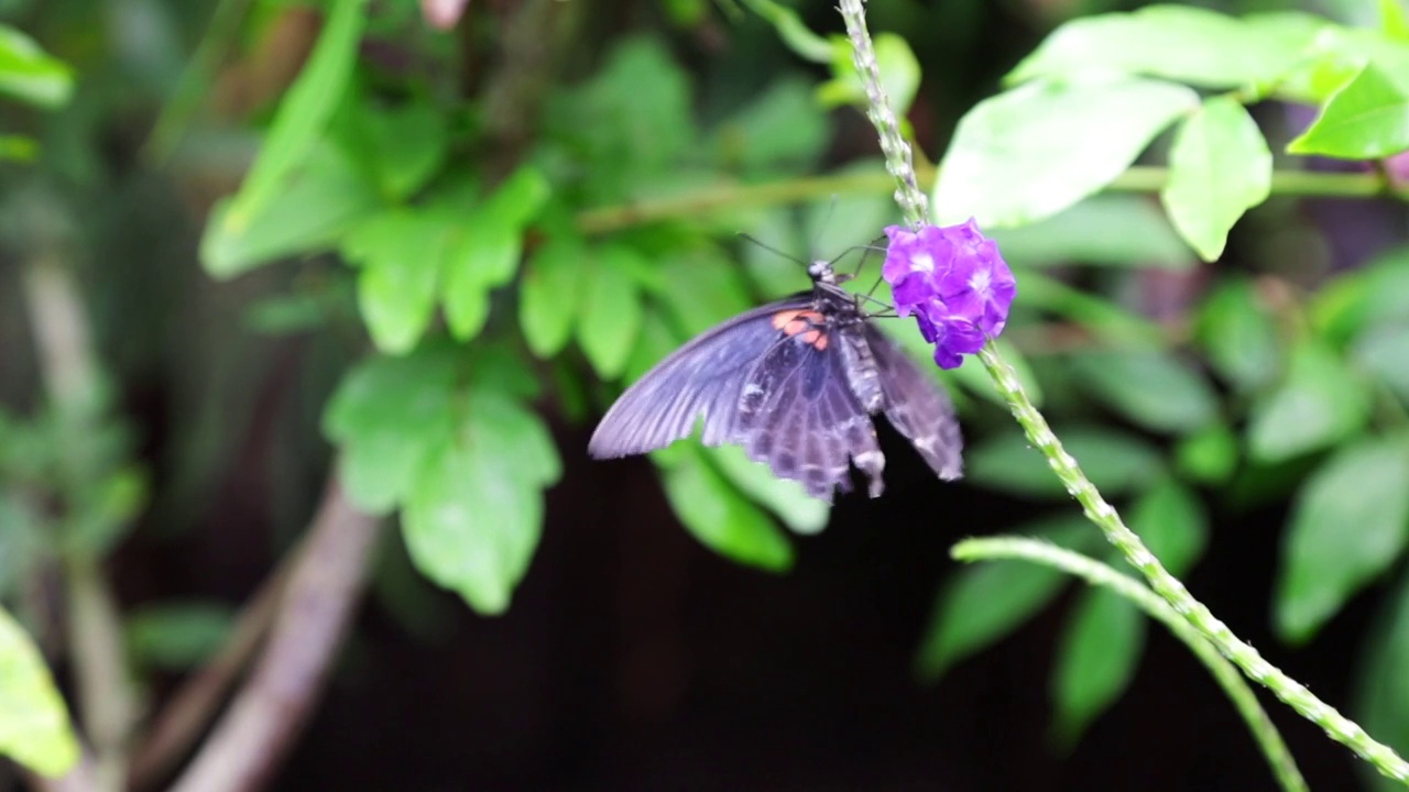 红斑紫(Limenitis arthemis)从花中吸取花蜜视频素材