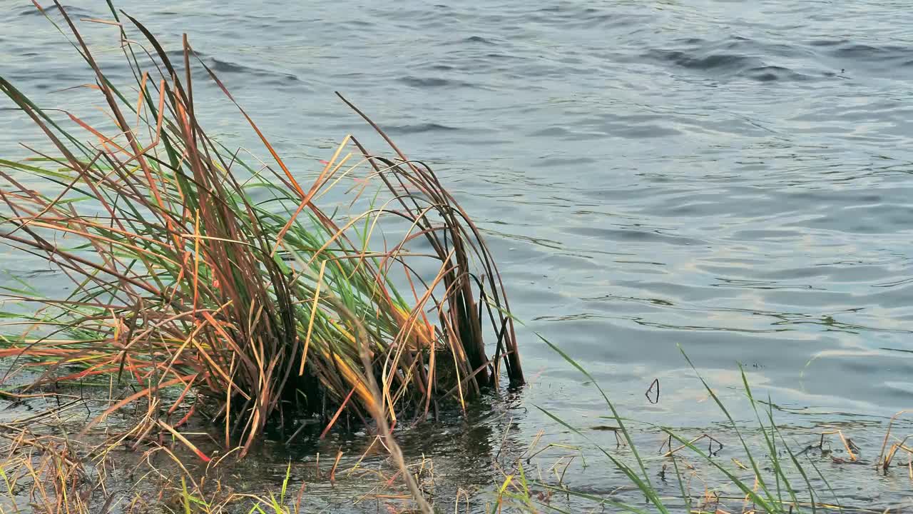 在水面外种草视频素材