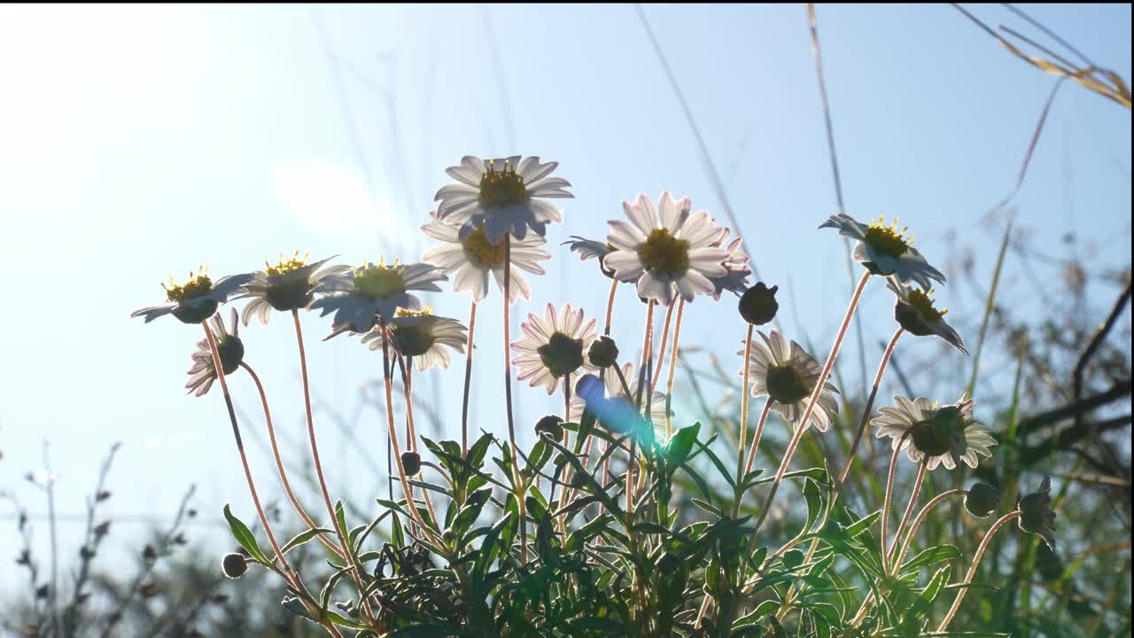 沙漠野花视频素材