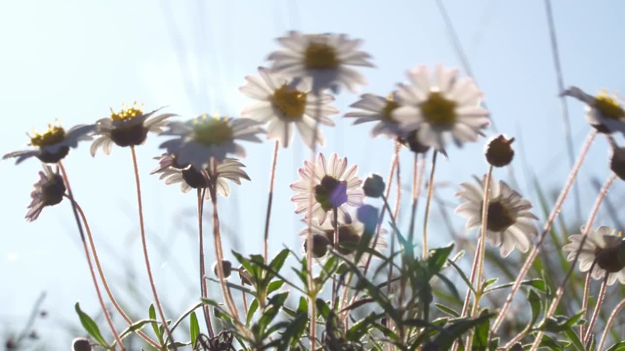 沙漠野花视频素材