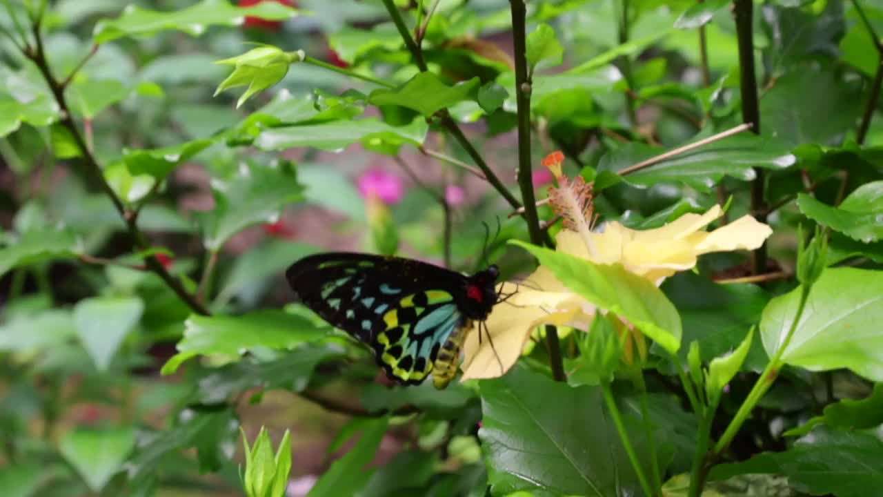 红色斑点紫色吮吸花蜜视频素材