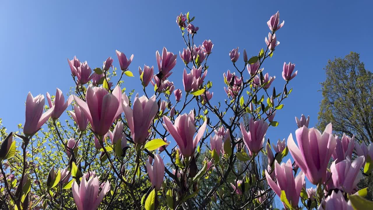 春日里，木兰树开着粉红色的花。视频素材