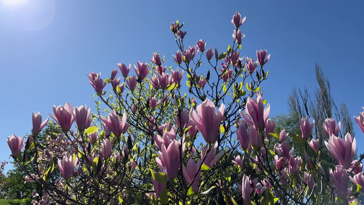 玉兰粉紫的花在蓝天上。视频素材